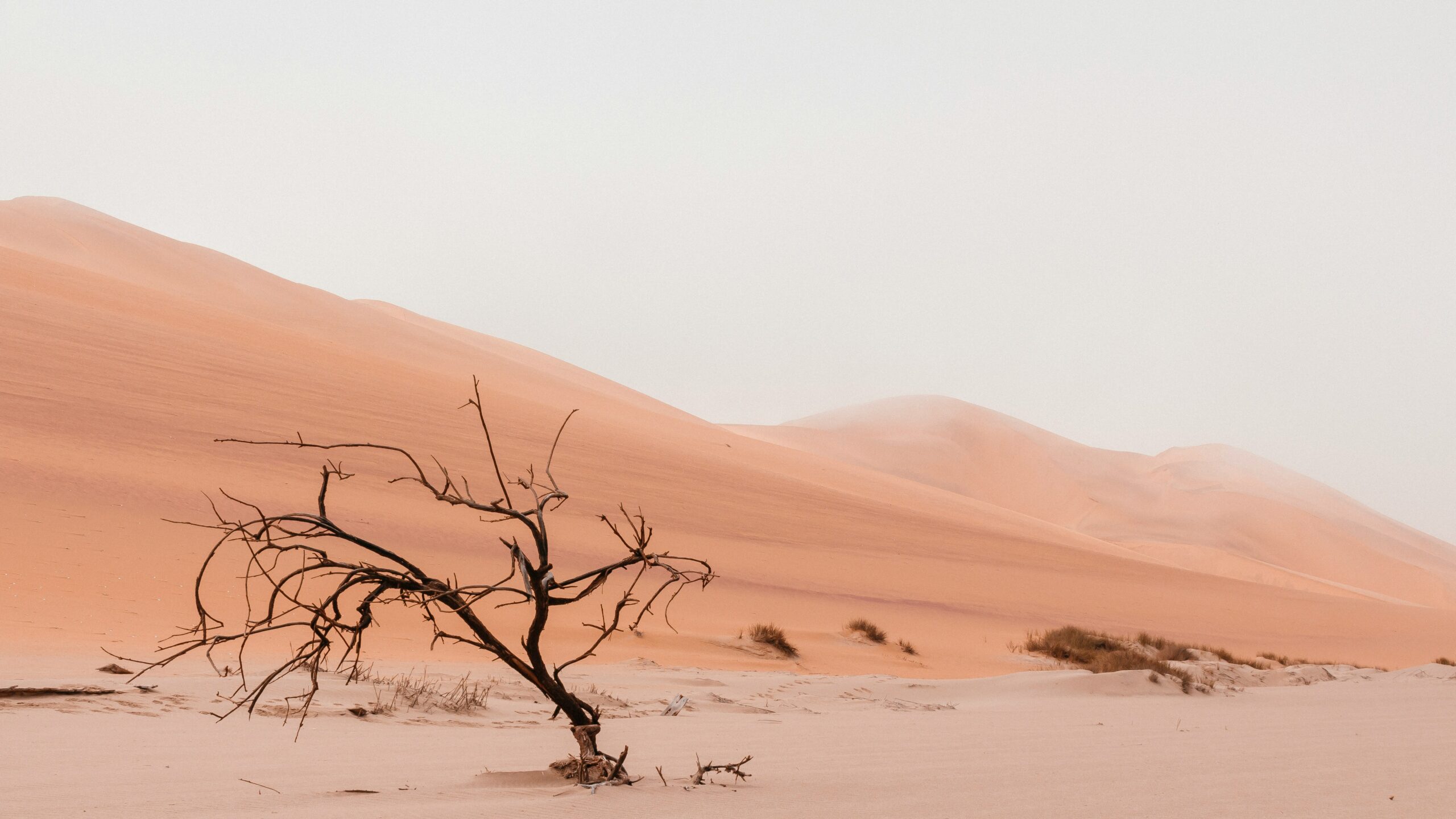 ryan-cheng-uqYy29Sfb8Q-unsplash